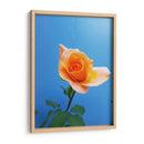 Rosa de durazno | Cuadro decorativo de Canvas Lab