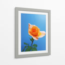 Rosa de durazno | Cuadro decorativo de Canvas Lab