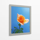 Rosa de durazno | Cuadro decorativo de Canvas Lab