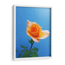 Rosa de durazno | Cuadro decorativo de Canvas Lab