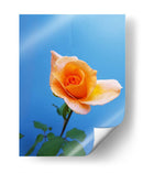 Rosa de durazno | Cuadro decorativo de Canvas Lab