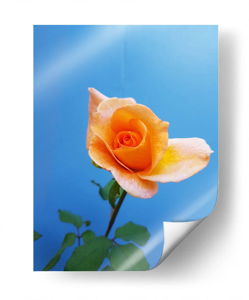 Rosa de durazno | Cuadro decorativo de Canvas Lab