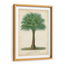 Palma Del Trópico I - Horto Van Houtteano | Cuadro decorativo de Canvas Lab