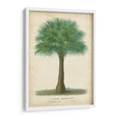 Palma Del Trópico I - Horto Van Houtteano | Cuadro decorativo de Canvas Lab