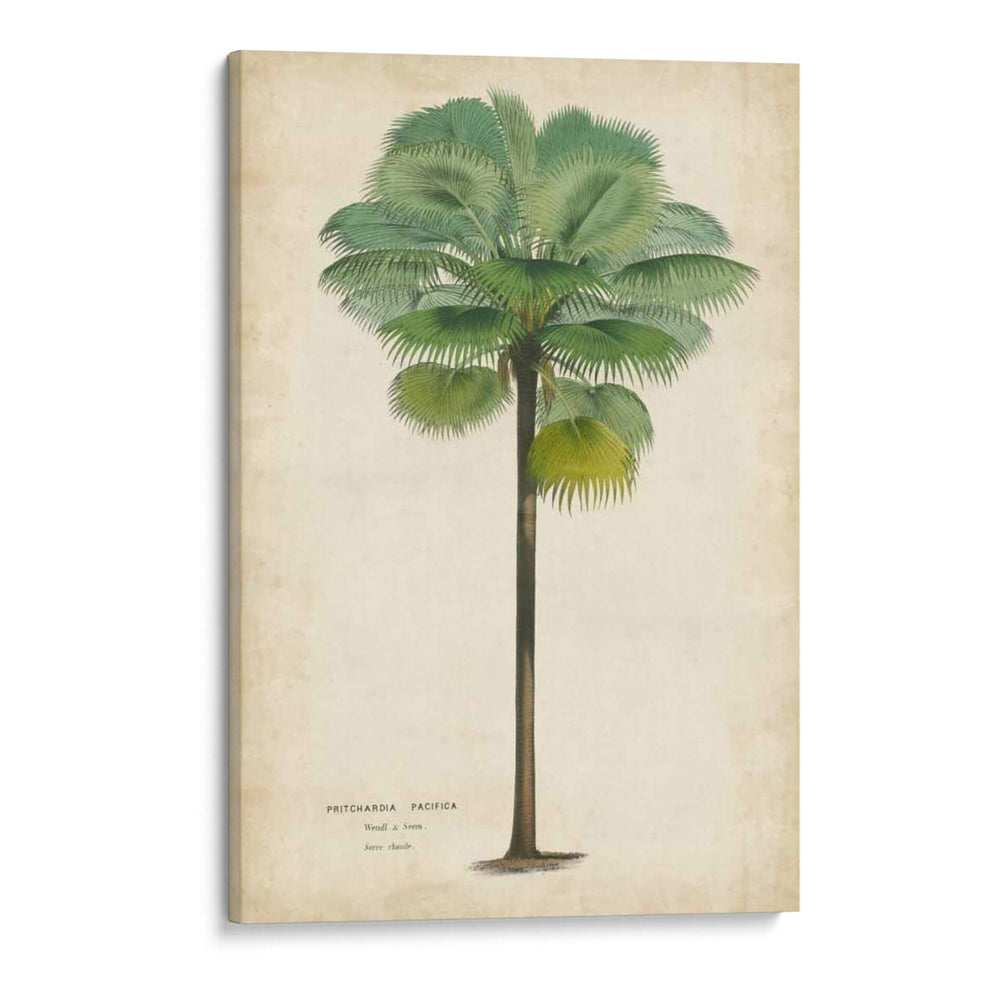 Palma Del Trópico II - Horto Van Houtteano | Cuadro decorativo de Canvas Lab