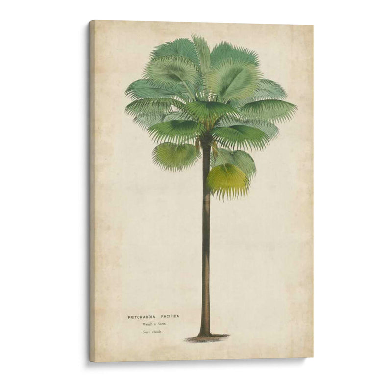 Palma Del Trópico II - Horto Van Houtteano | Cuadro decorativo de Canvas Lab