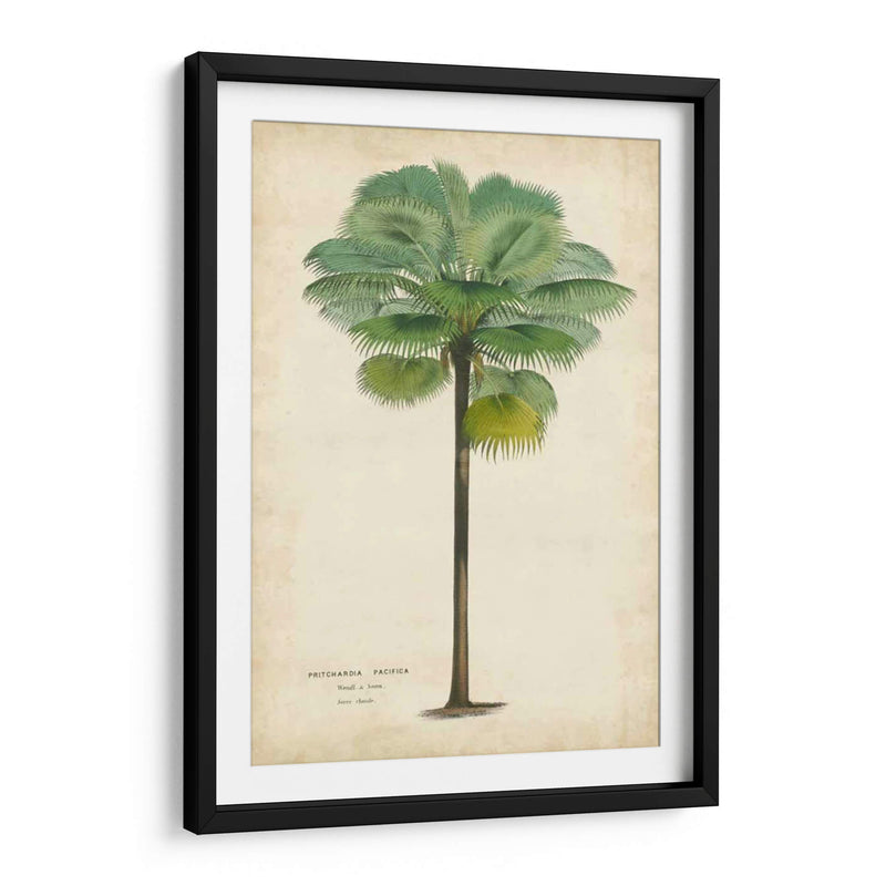 Palma Del Trópico II - Horto Van Houtteano | Cuadro decorativo de Canvas Lab