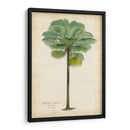 Palma Del Trópico II - Horto Van Houtteano | Cuadro decorativo de Canvas Lab
