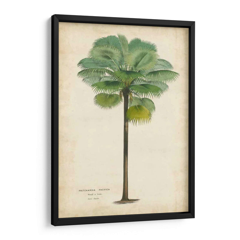 Palma Del Trópico II - Horto Van Houtteano | Cuadro decorativo de Canvas Lab