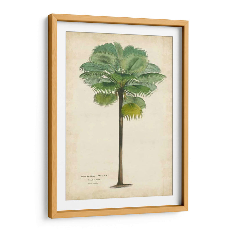 Palma Del Trópico II - Horto Van Houtteano | Cuadro decorativo de Canvas Lab