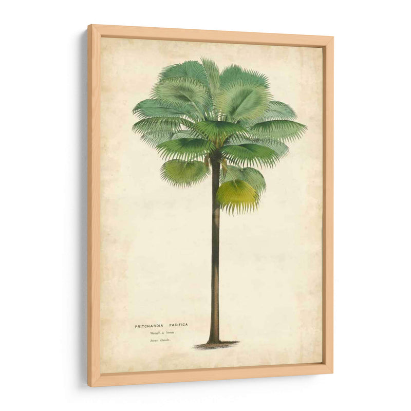 Palma Del Trópico II - Horto Van Houtteano | Cuadro decorativo de Canvas Lab