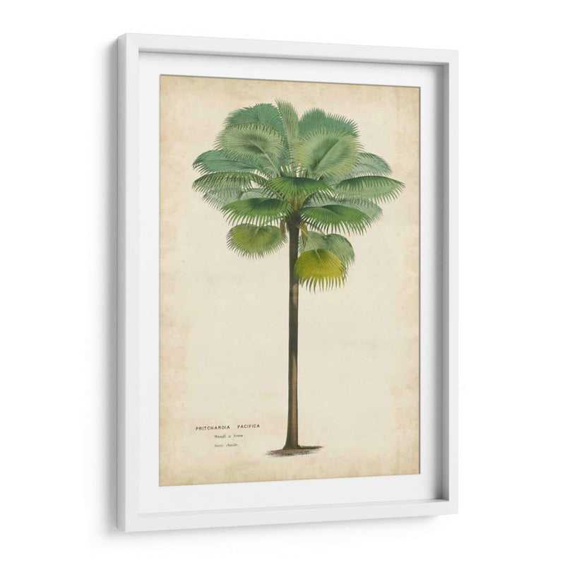 Palma Del Trópico II - Horto Van Houtteano | Cuadro decorativo de Canvas Lab