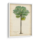 Palma Del Trópico II - Horto Van Houtteano | Cuadro decorativo de Canvas Lab
