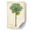 Palma Del Trópico II - Horto Van Houtteano | Cuadro decorativo de Canvas Lab