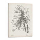Estudio Del Árbol De Haya | Cuadro decorativo de Canvas Lab