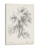 Estudio Del Árbol De Abedul | Cuadro decorativo de Canvas Lab