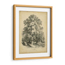 El Sycamore - George Barnard | Cuadro decorativo de Canvas Lab