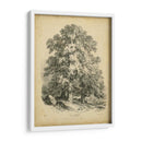 El Sycamore - George Barnard | Cuadro decorativo de Canvas Lab