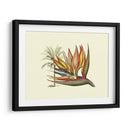 Ave Del Paraíso I - Sydenham Edwards | Cuadro decorativo de Canvas Lab