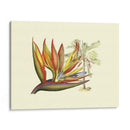 Ave Del Paraíso II - Sydenham Edwards | Cuadro decorativo de Canvas Lab