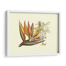 Ave Del Paraíso II - Sydenham Edwards | Cuadro decorativo de Canvas Lab