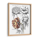 Tintado Floral I - Basilius Besler | Cuadro decorativo de Canvas Lab