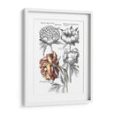 Tintado Floral I - Basilius Besler | Cuadro decorativo de Canvas Lab