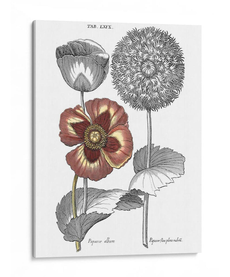 Tintado II Floral - Basilius Besler | Cuadro decorativo de Canvas Lab