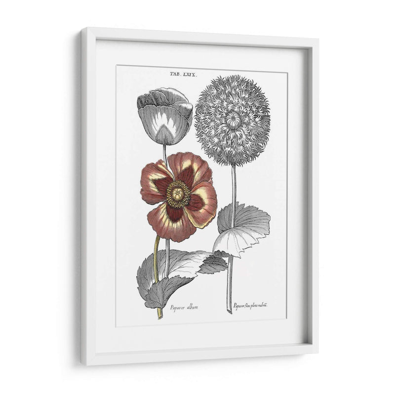 Tintado II Floral - Basilius Besler | Cuadro decorativo de Canvas Lab