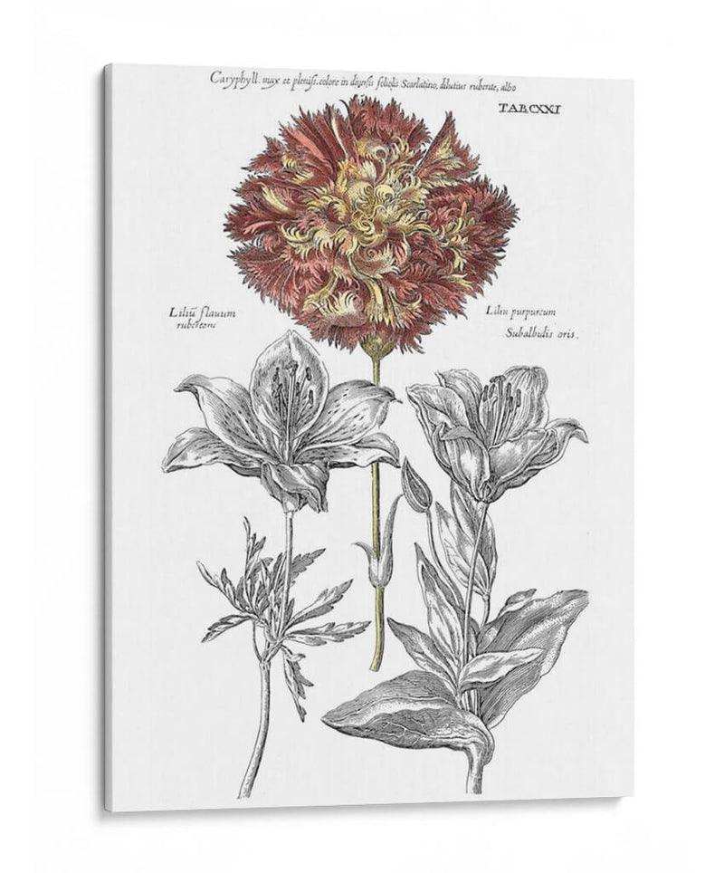 Tinted Floral IV - Basilius Besler | Cuadro decorativo de Canvas Lab