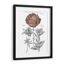 Tinted Floral IV - Basilius Besler | Cuadro decorativo de Canvas Lab
