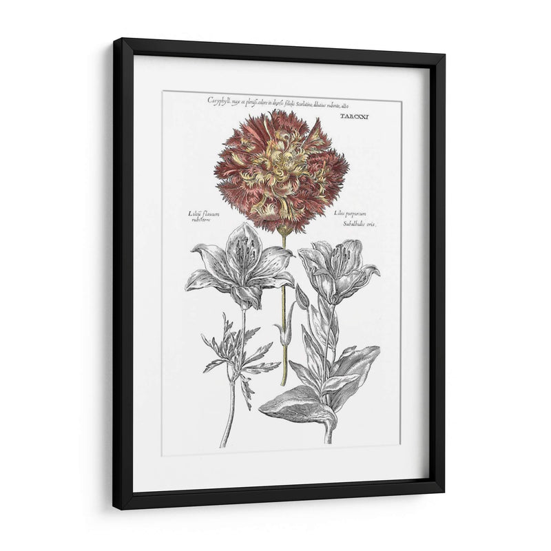 Tinted Floral IV - Basilius Besler | Cuadro decorativo de Canvas Lab