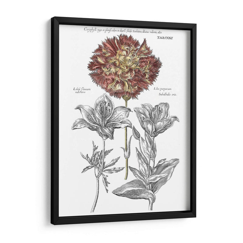 Tinted Floral IV - Basilius Besler | Cuadro decorativo de Canvas Lab