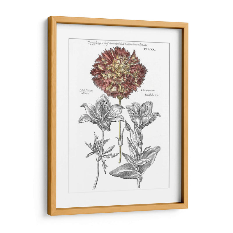 Tinted Floral IV - Basilius Besler | Cuadro decorativo de Canvas Lab