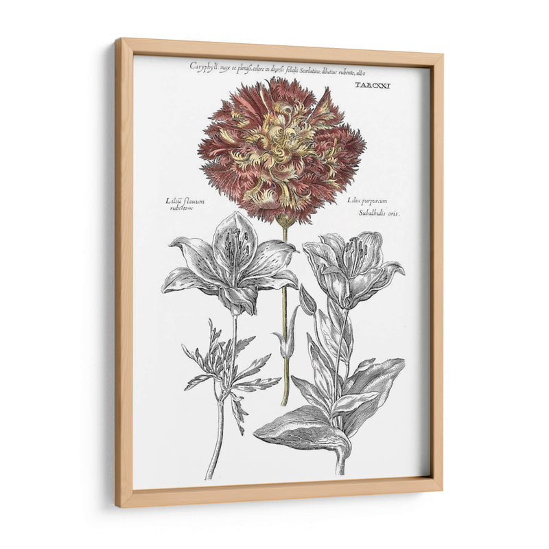 Tinted Floral IV - Basilius Besler | Cuadro decorativo de Canvas Lab