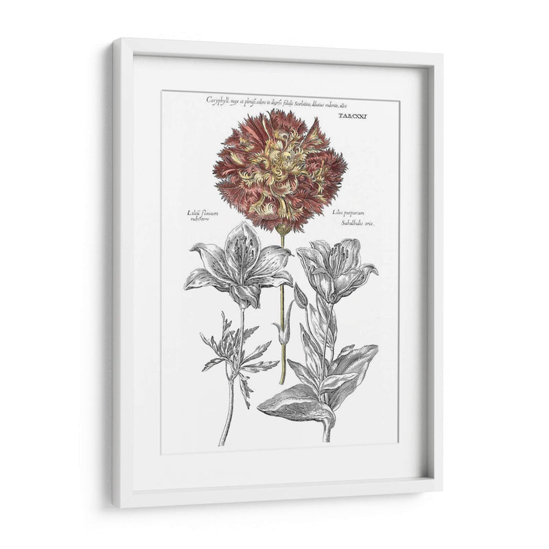 Tinted Floral IV - Basilius Besler | Cuadro decorativo de Canvas Lab