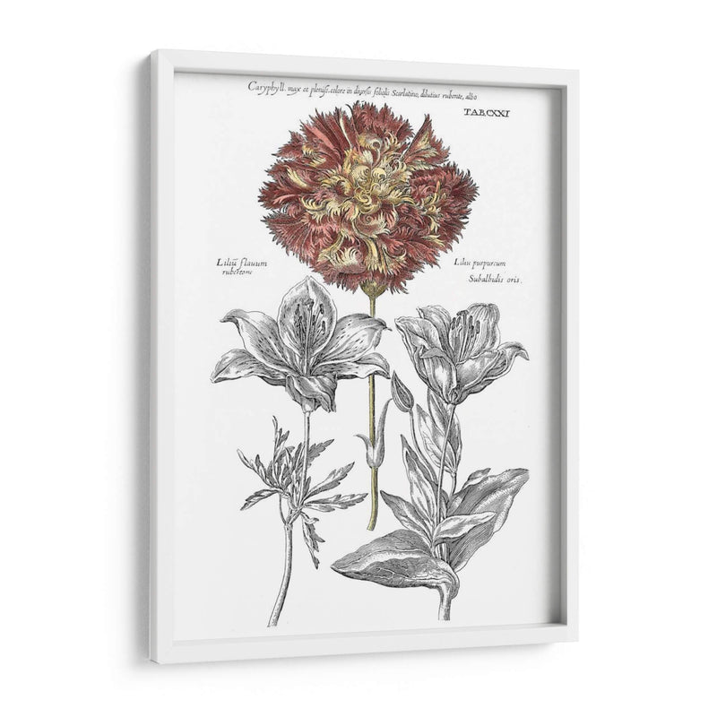 Tinted Floral IV - Basilius Besler | Cuadro decorativo de Canvas Lab