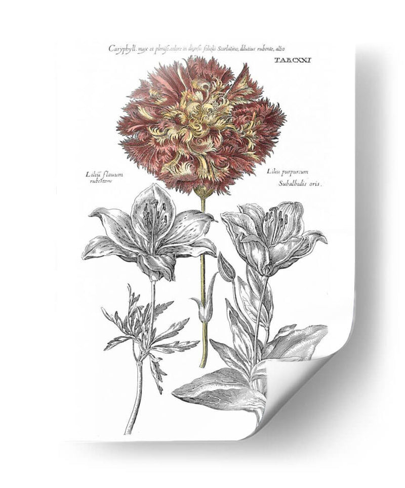 Tinted Floral IV - Basilius Besler | Cuadro decorativo de Canvas Lab