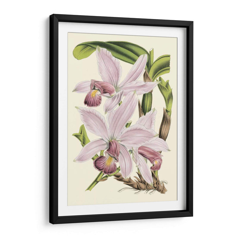 Delicada Orquídea I - Vision Studio | Cuadro decorativo de Canvas Lab