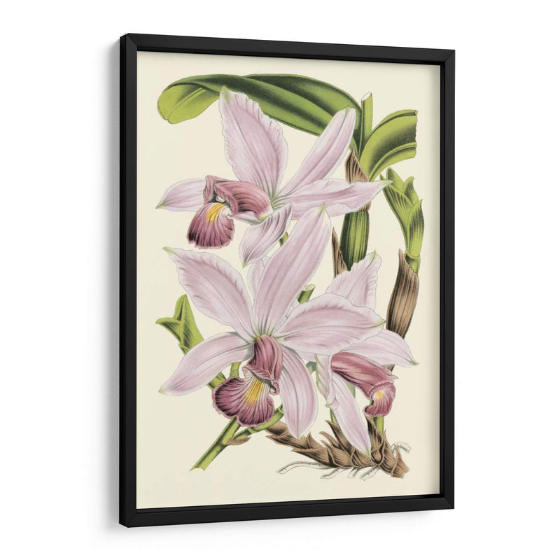 Delicada Orquídea I - Vision Studio | Cuadro decorativo de Canvas Lab