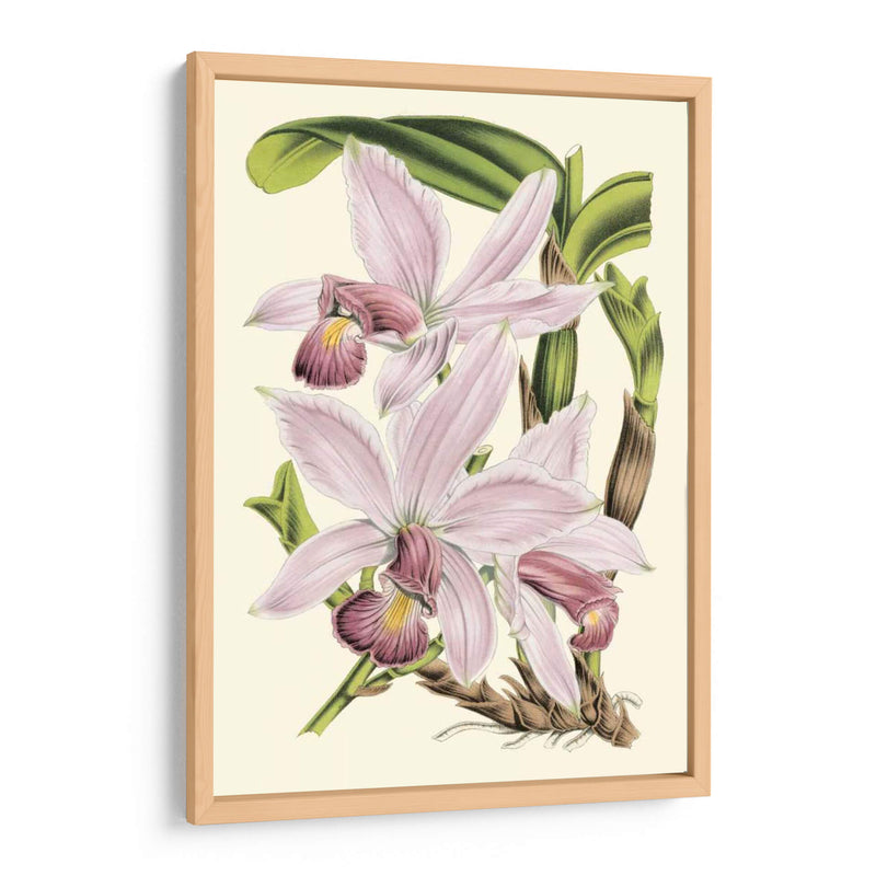 Delicada Orquídea I - Vision Studio | Cuadro decorativo de Canvas Lab