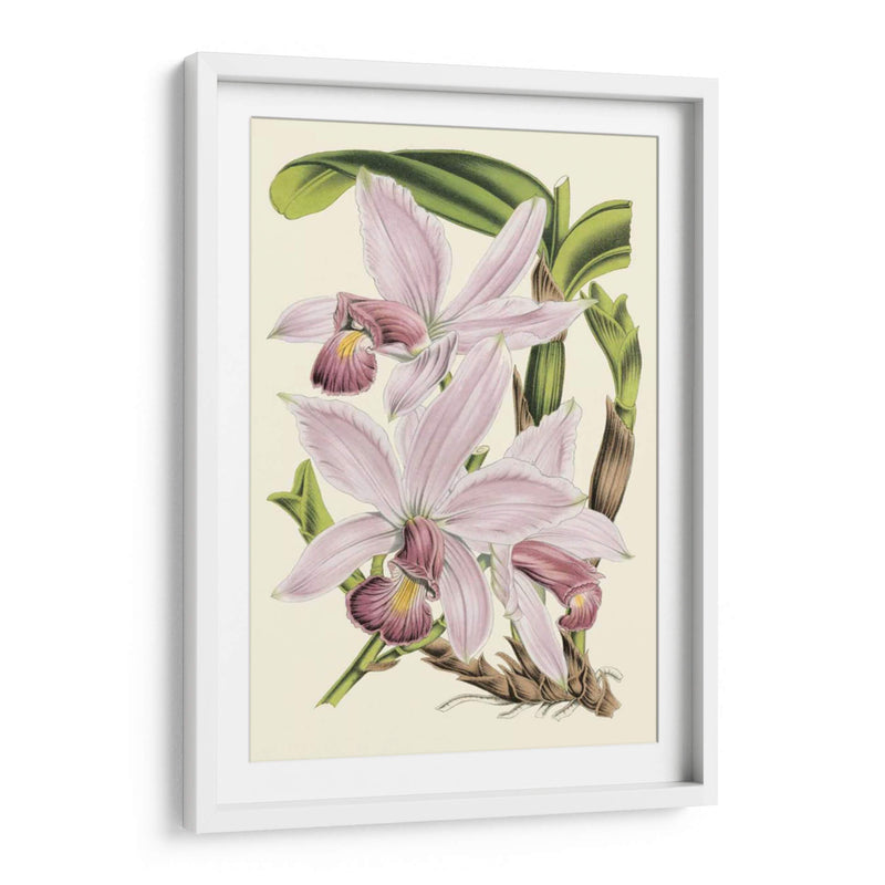 Delicada Orquídea I - Vision Studio | Cuadro decorativo de Canvas Lab