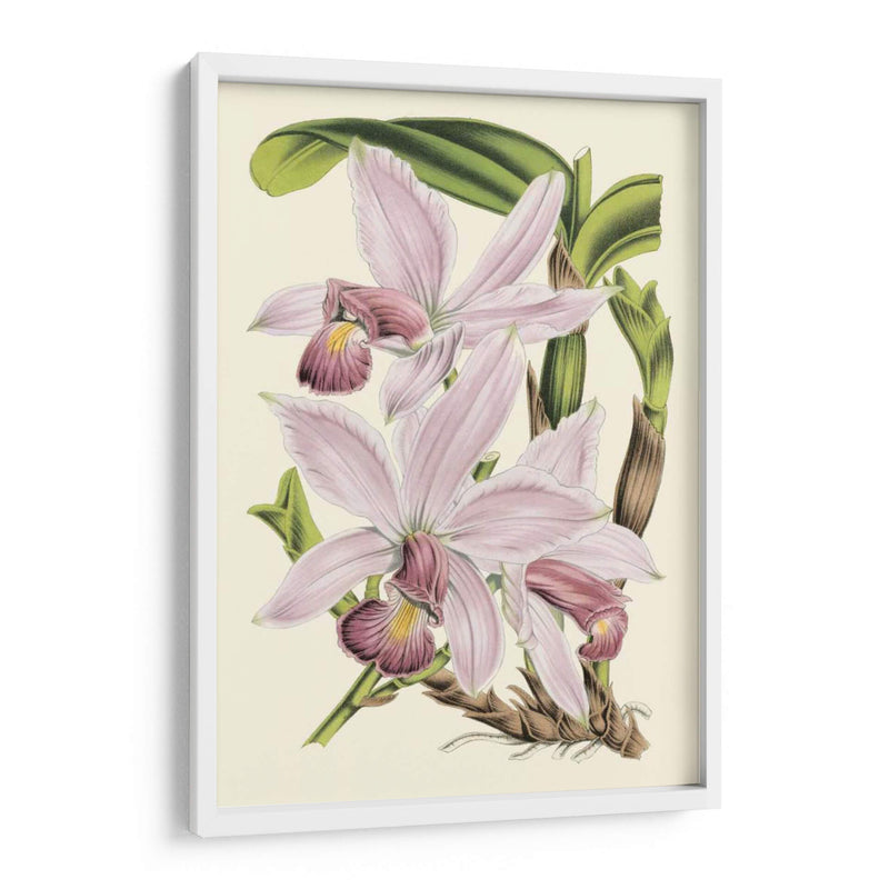 Delicada Orquídea I - Vision Studio | Cuadro decorativo de Canvas Lab