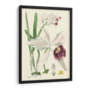 Delicada Orquídea II - Vision Studio | Cuadro decorativo de Canvas Lab