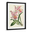 Orquídea Delicada III - Vision Studio | Cuadro decorativo de Canvas Lab