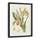 Orquídea Delicada IV - Vision Studio | Cuadro decorativo de Canvas Lab