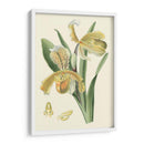 Orquídea Delicada IV - Vision Studio | Cuadro decorativo de Canvas Lab