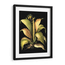 Aloe Dramática II - Basilius Besler | Cuadro decorativo de Canvas Lab