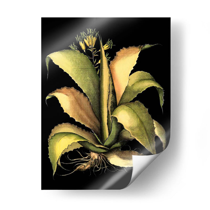 Aloe Dramática II - Basilius Besler | Cuadro decorativo de Canvas Lab