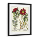 Besler Peonie IV - Basilius Besler | Cuadro decorativo de Canvas Lab